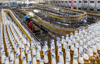 華潤雪花啤酒湘西工廠 旺季生產“火力全開”，推動區域產業升級